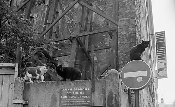 Paris (C) Peter Marshall, 1984