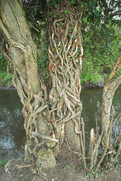 Tree by Colne Brook © 2006, Peter Marshall