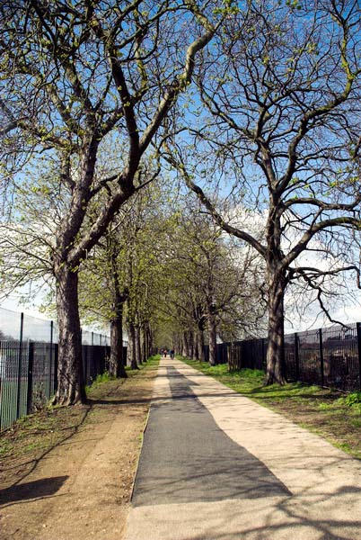 Bushy Park © 2006, Peter Marshall