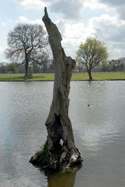 Bushy Park © 2006, Peter Marshall