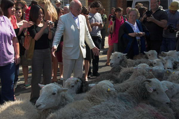 LAB Sheep Drive, © 2006, Peter Marshall