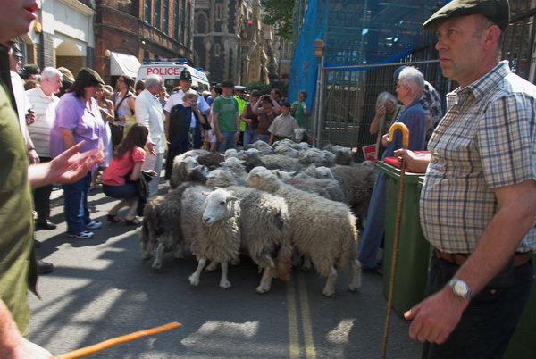 LAB Sheep Drive, © 2006, Peter Marshall
