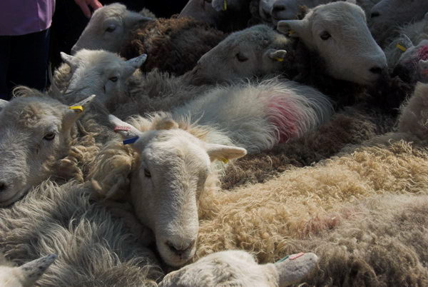 LAB Sheep Drive, © 2006, Peter Marshall
