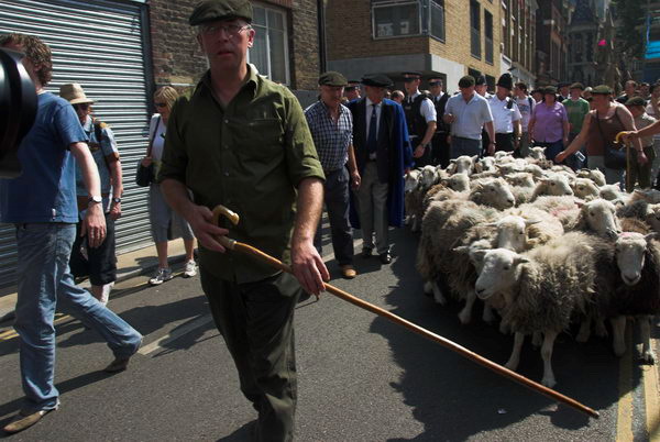 LAB Sheep Drive, © 2006, Peter Marshall