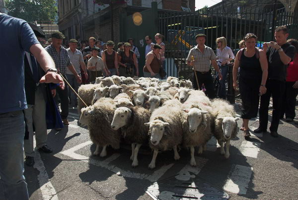 LAB Sheep Drive, © 2006, Peter Marshall