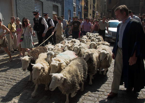 LAB Sheep Drive, © 2006, Peter Marshall