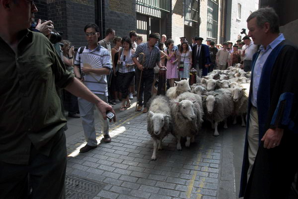 LAB Sheep Drive, © 2006, Peter Marshall