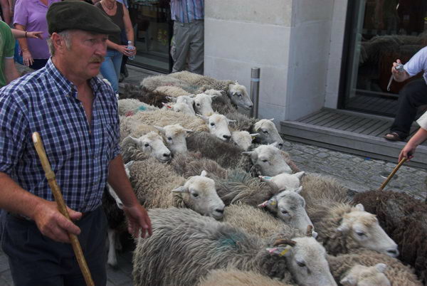 LAB Sheep Drive, © 2006, Peter Marshall
