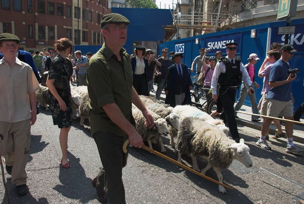 LAB Sheep Drive, © 2006, Peter Marshall