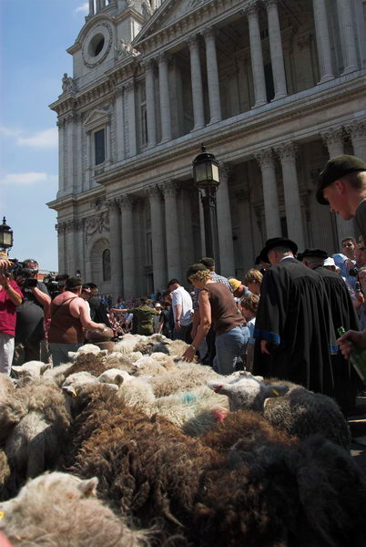 LAB Sheep Drive, © 2006, Peter Marshall