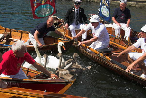 Swan Upping © 2006, Peter Marshall