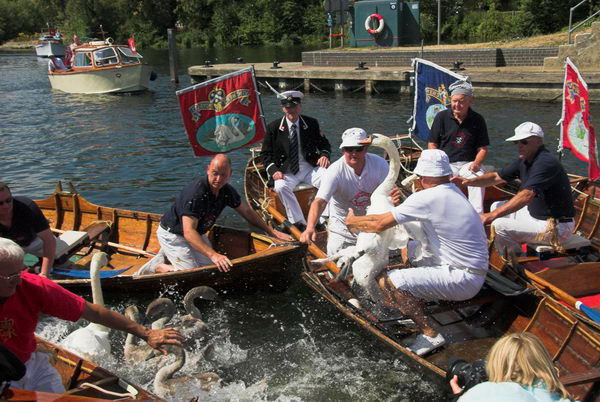 Swan Upping © 2006, Peter Marshall