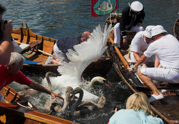 Swan Upping © 2006, Peter Marshall