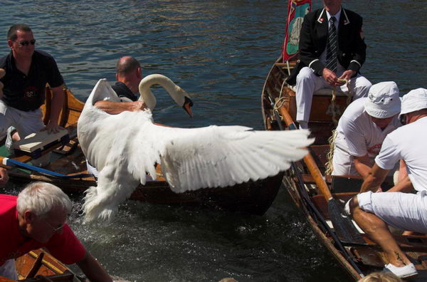 Swan Upping © 2006, Peter Marshall