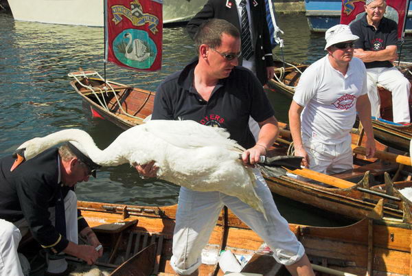 Swan Upping © 2006, Peter Marshall