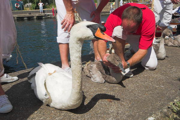 Swan Upping © 2006, Peter Marshall