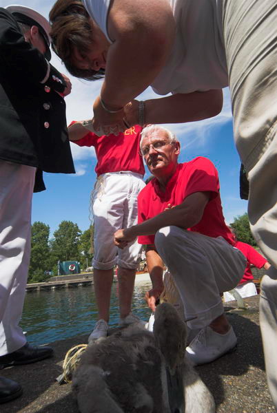 Swan Upping © 2006, Peter Marshall