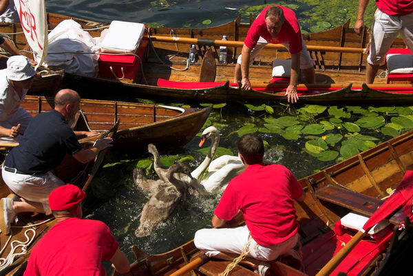 Swan Upping © 2006, Peter Marshall