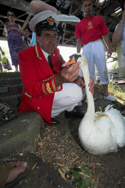 Swan Upping © 2006, Peter Marshall