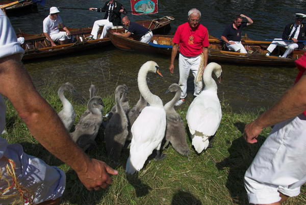 Swan Upping © 2006, Peter Marshall