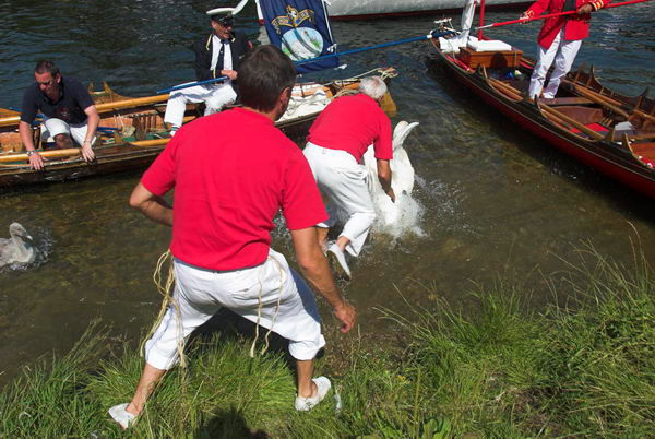 Swan Upping © 2006, Peter Marshall