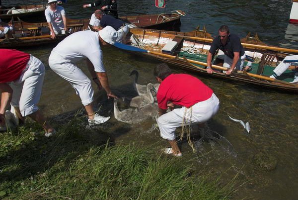Swan Upping © 2006, Peter Marshall