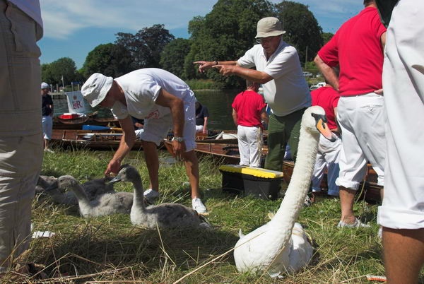 Swan Upping © 2006, Peter Marshall