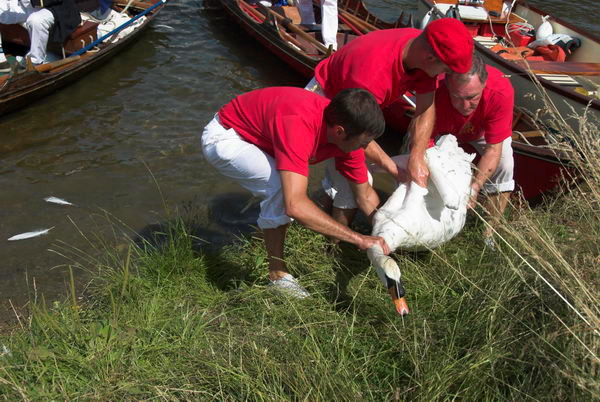 Swan Upping © 2006, Peter Marshall