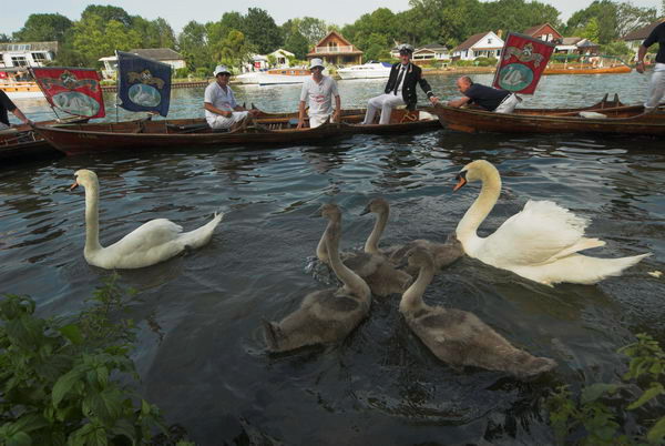 Swan Upping © 2006, Peter Marshall