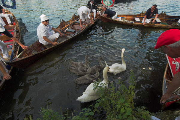 Swan Upping © 2006, Peter Marshall