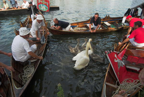 Swan Upping © 2006, Peter Marshall