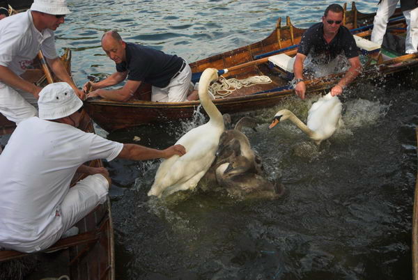 Swan Upping © 2006, Peter Marshall