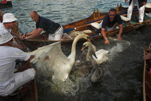 Swan Upping © 2006, Peter Marshall