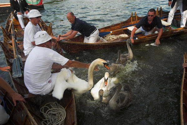 Swan Upping © 2006, Peter Marshall