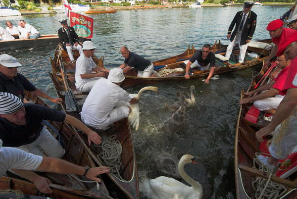 Swan Upping © 2006, Peter Marshall