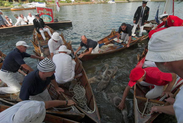 Swan Upping © 2006, Peter Marshall