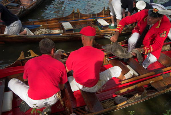 Swan Upping © 2006, Peter Marshall
