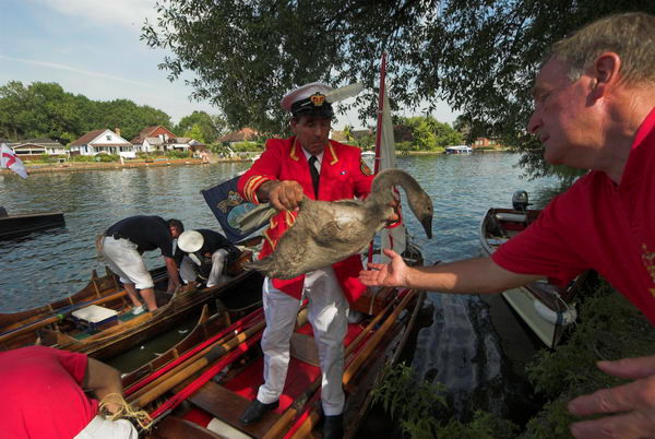 Swan Upping © 2006, Peter Marshall