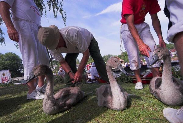 Swan Upping © 2006, Peter Marshall
