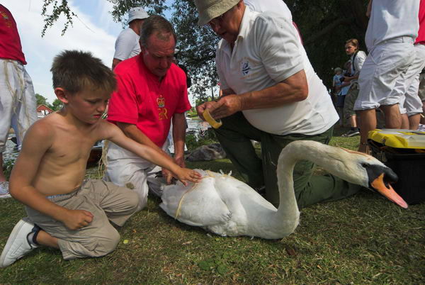 Swan Upping © 2006, Peter Marshall