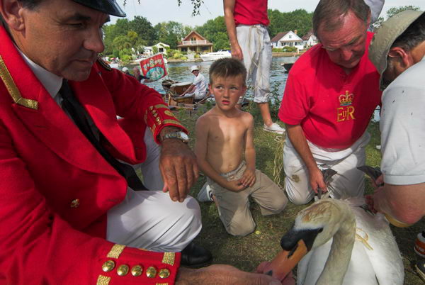 Swan Upping, River Thames, July 17, 2006