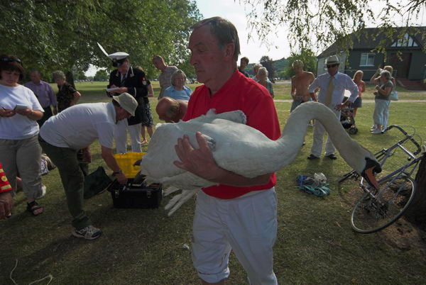 Swan Upping © 2006, Peter Marshall