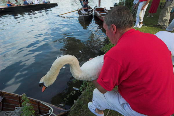 Swan Upping © 2006, Peter Marshall