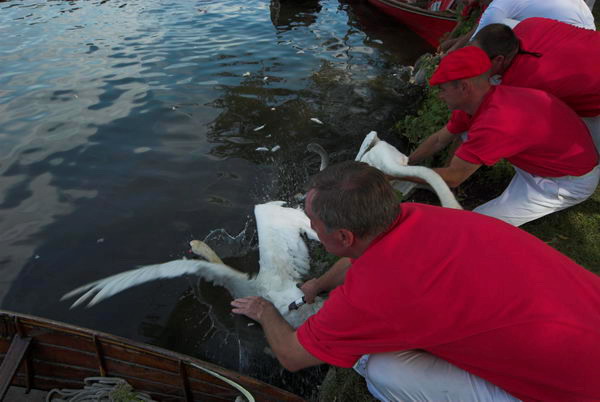 Swan Upping © 2006, Peter Marshall