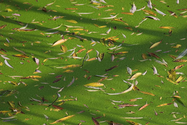 Tottenham to Walthamstow © Peter Marshall, 2006