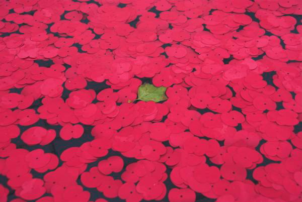 Poppies in the Fountains © Peter Marshall, 2006