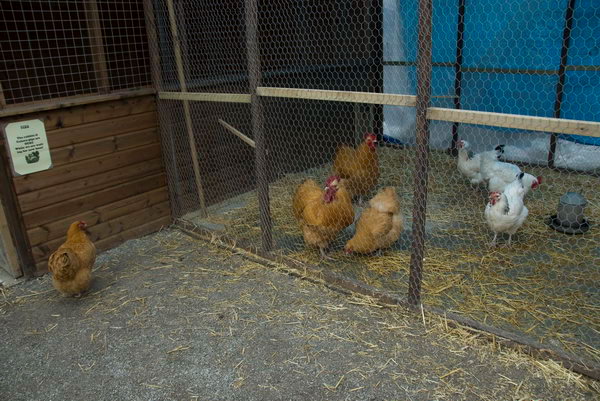 Spitalfields Urban Farm © 2007, Peter Marshall