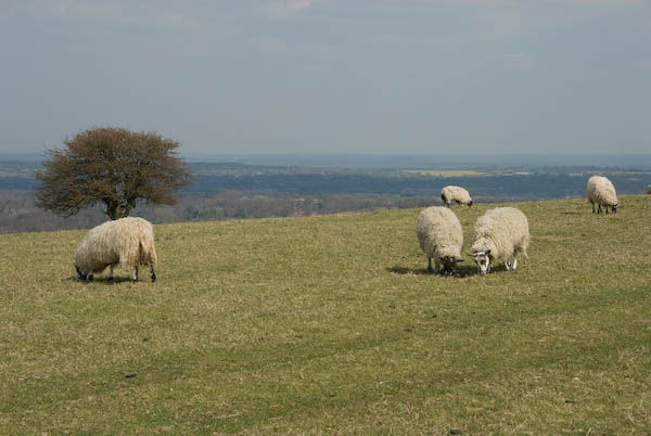 Amberley, Sussex © 2007, Peter Marshall