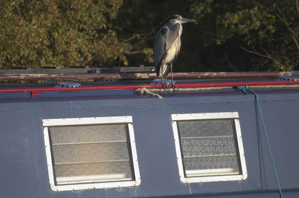 Cheshunt (C) 2004-5, Peter Marshall