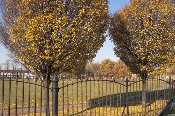 Tottenham, (C) 2003-5, Peter Marshall